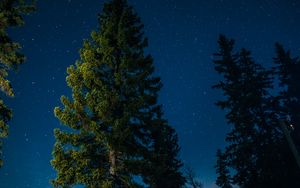 Preview wallpaper tree, starry sky, stars