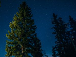 Preview wallpaper tree, starry sky, stars