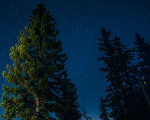 Preview wallpaper tree, starry sky, stars