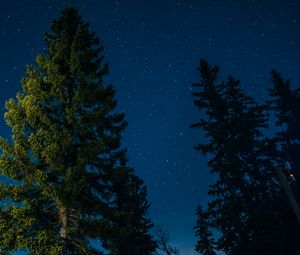 Preview wallpaper tree, starry sky, stars