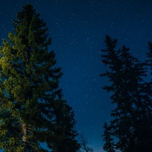 Preview wallpaper tree, starry sky, stars