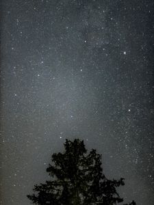 Preview wallpaper tree, starry sky, stars, night, silhouette