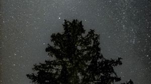 Preview wallpaper tree, starry sky, stars, night, silhouette