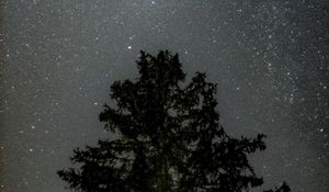 Preview wallpaper tree, starry sky, stars, night, silhouette