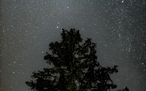 Preview wallpaper tree, starry sky, stars, night, silhouette