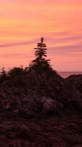 Preview wallpaper tree, stone, sunset, nature