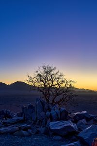 Preview wallpaper tree, stones, desert, sunrise