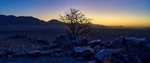 Preview wallpaper tree, stones, desert, sunrise