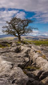 Preview wallpaper tree, stones, distance, sky