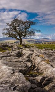 Preview wallpaper tree, stones, distance, sky