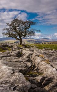 Preview wallpaper tree, stones, distance, sky