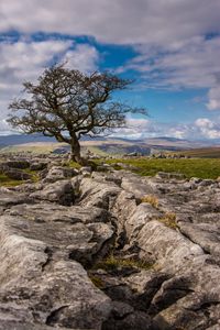 Preview wallpaper tree, stones, distance, sky