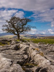 Preview wallpaper tree, stones, distance, sky