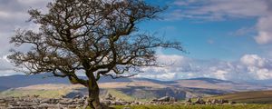 Preview wallpaper tree, stones, distance, sky