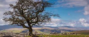 Preview wallpaper tree, stones, distance, sky