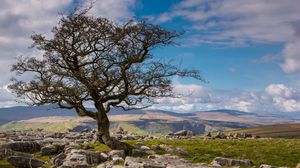 Preview wallpaper tree, stones, distance, sky