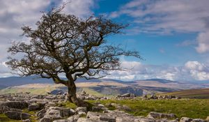 Preview wallpaper tree, stones, distance, sky