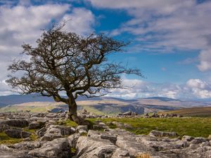 Preview wallpaper tree, stones, distance, sky