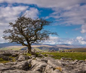 Preview wallpaper tree, stones, distance, sky