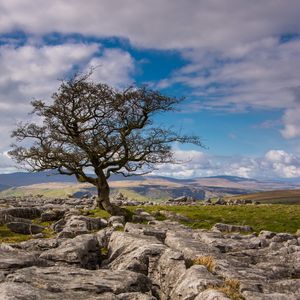 Preview wallpaper tree, stones, distance, sky