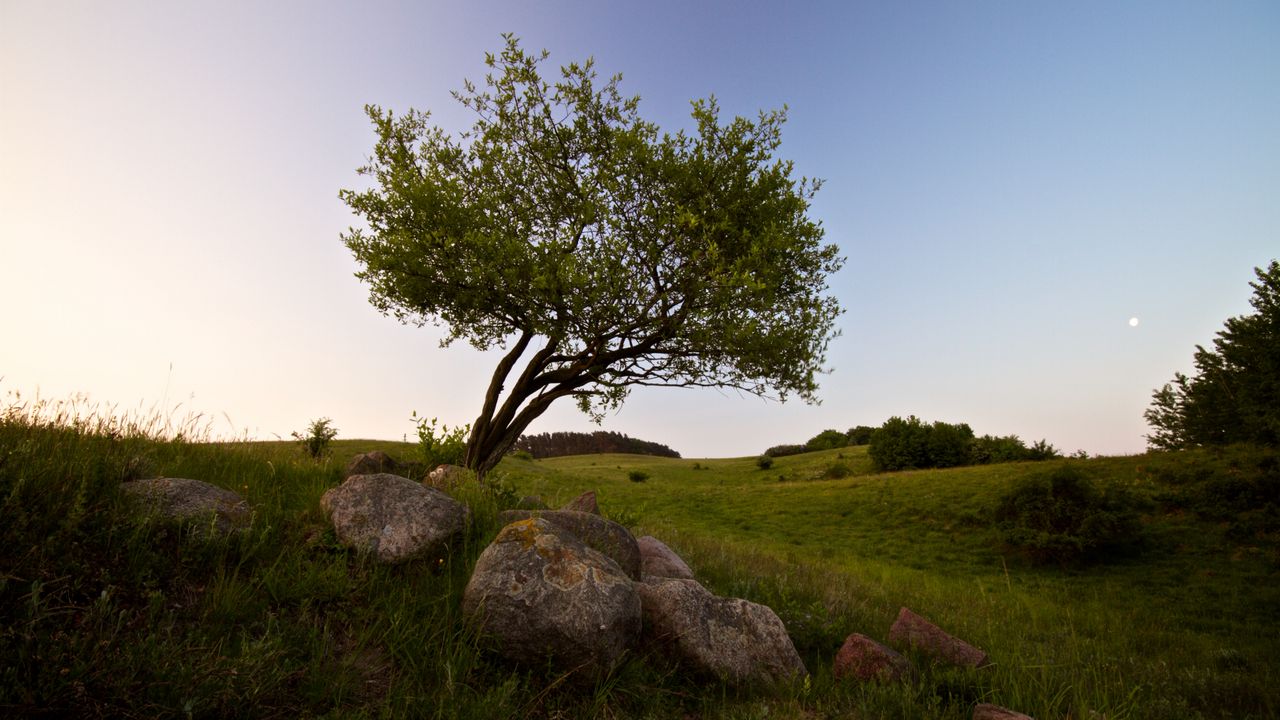 Wallpaper tree, stones, field, grass, landscape