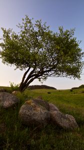Preview wallpaper tree, stones, field, grass, landscape
