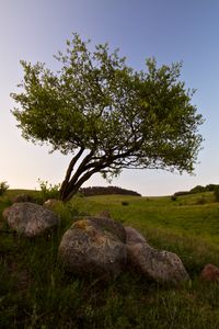 Preview wallpaper tree, stones, field, grass, landscape