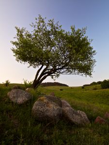 Preview wallpaper tree, stones, field, grass, landscape