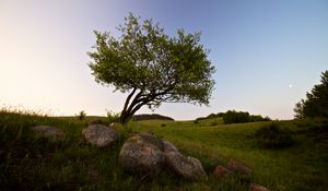 Preview wallpaper tree, stones, field, grass, landscape