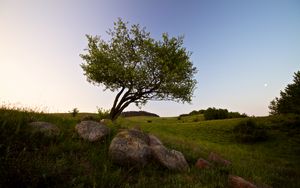 Preview wallpaper tree, stones, field, grass, landscape