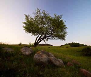Preview wallpaper tree, stones, field, grass, landscape
