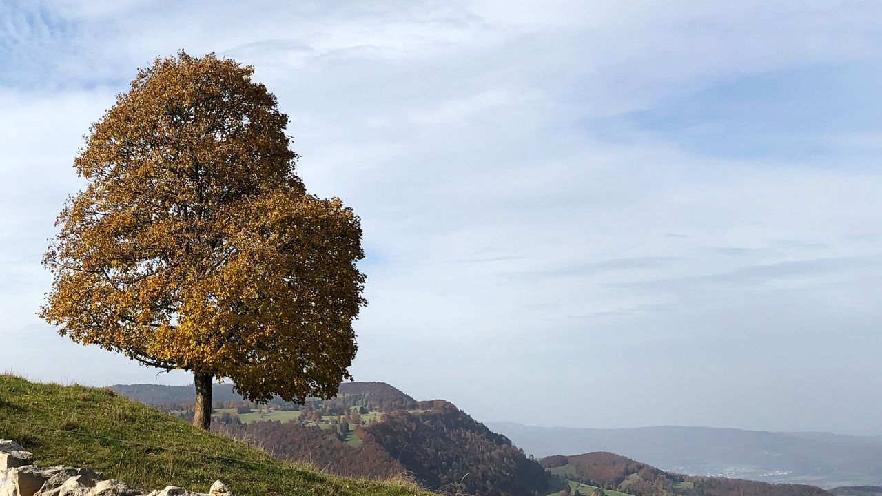 Wallpaper tree, stones, hills, landscape
