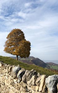 Preview wallpaper tree, stones, hills, landscape