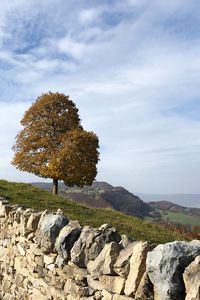 Preview wallpaper tree, stones, hills, landscape
