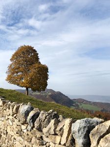 Preview wallpaper tree, stones, hills, landscape