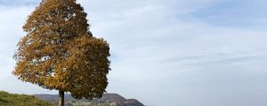 Preview wallpaper tree, stones, hills, landscape