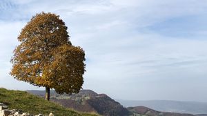 Preview wallpaper tree, stones, hills, landscape