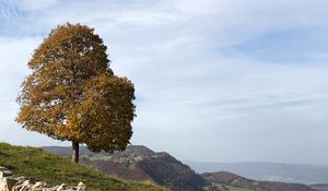 Preview wallpaper tree, stones, hills, landscape