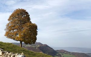 Preview wallpaper tree, stones, hills, landscape