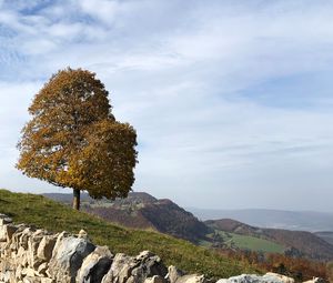 Preview wallpaper tree, stones, hills, landscape
