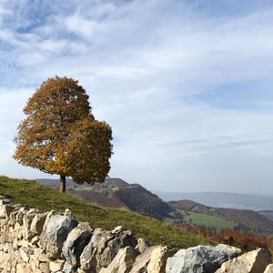 Preview wallpaper tree, stones, hills, landscape