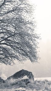 Preview wallpaper tree, stones, hoarfrost, fog, frost, winter