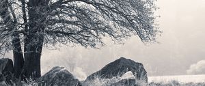 Preview wallpaper tree, stones, hoarfrost, fog, frost, winter