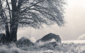 Preview wallpaper tree, stones, hoarfrost, fog, frost, winter