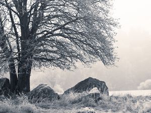 Preview wallpaper tree, stones, hoarfrost, fog, frost, winter