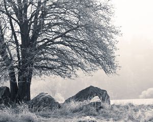 Preview wallpaper tree, stones, hoarfrost, fog, frost, winter