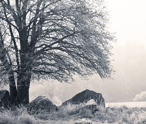 Preview wallpaper tree, stones, hoarfrost, fog, frost, winter