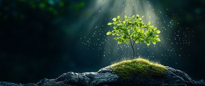 Preview wallpaper tree, stones, light, shine, nature