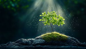 Preview wallpaper tree, stones, light, shine, nature