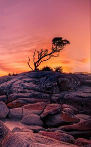 Preview wallpaper tree, stones, rocks, sunset, nature
